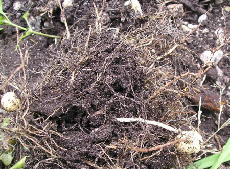 Ciste rumene krompirjeve ogorčice (Globodera rostochiensis) vidne pri izkopu okuženega krompirja.