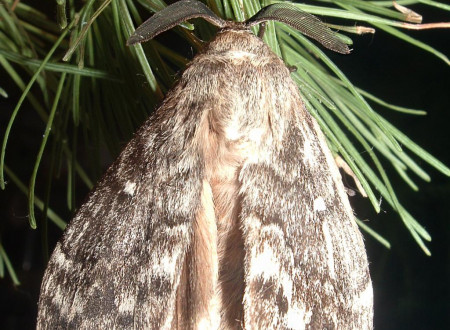 Samec sibirske svilene kokljice.