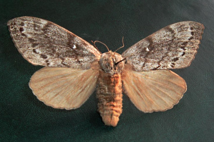 Sibirska svilena kokljica (lat. Dendrolimus sibiricus)