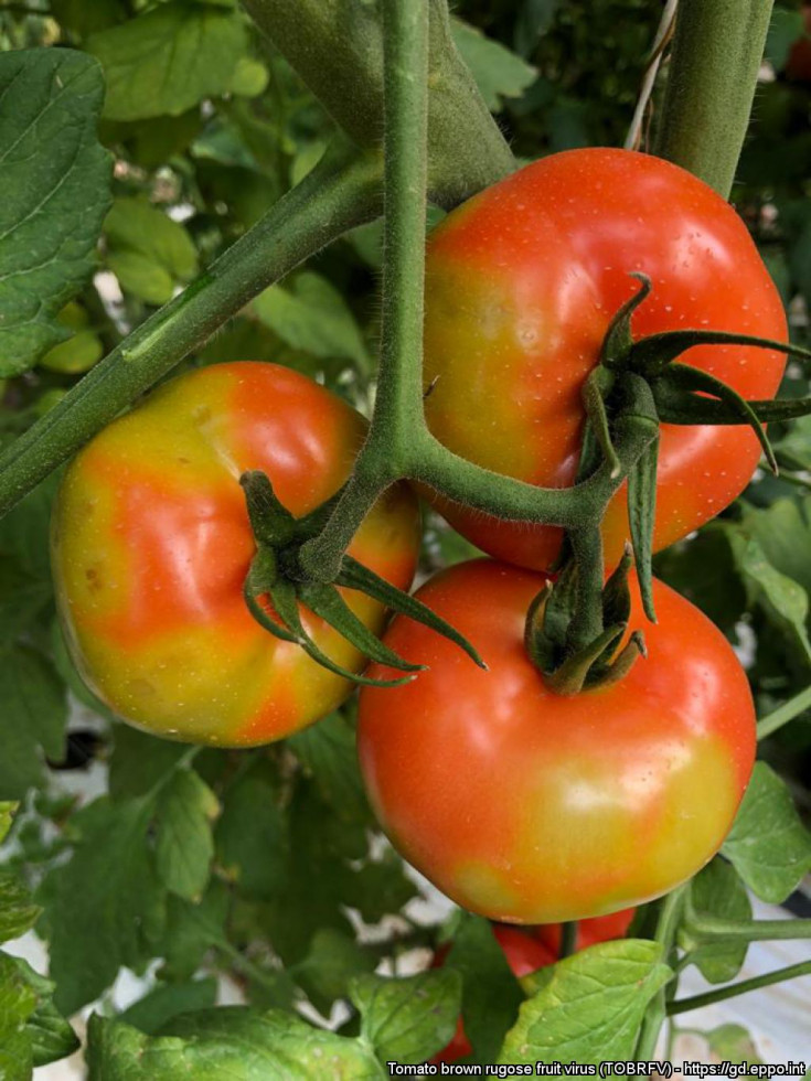 Znamenja okužbe na plodovih paradižnika.