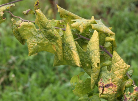Rumenenje in zvijanje listov pri sorti Chardonnay