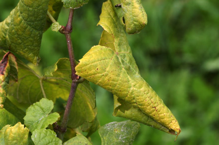 Zlata trsna rumenica (lat. Grapevine flavescence dorée)