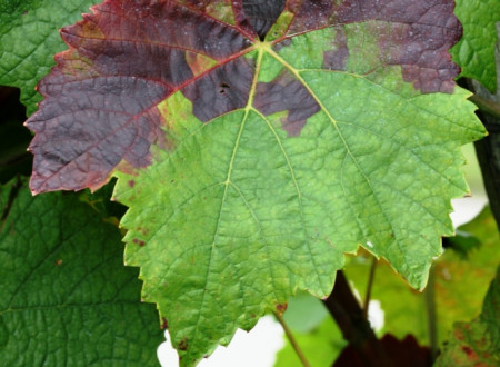 Redčenje listov in venenje grozdja pri sorti Modri Pinot