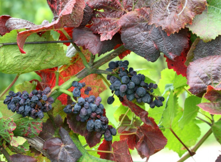 Sektorsko redčenje listov pri sorti Modri Pinot