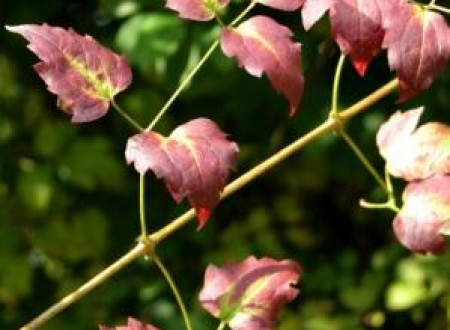 Navadni srobot (Clematis vitalba), okužen s FD