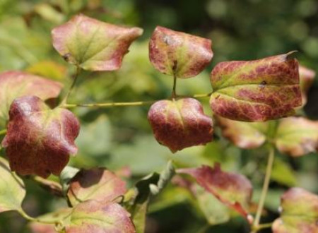Navadni srobot (Clematis vitalba), okužen s FD