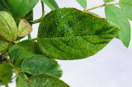 Virus rozetavosti vrtnice (angleško Rose rosette virus)