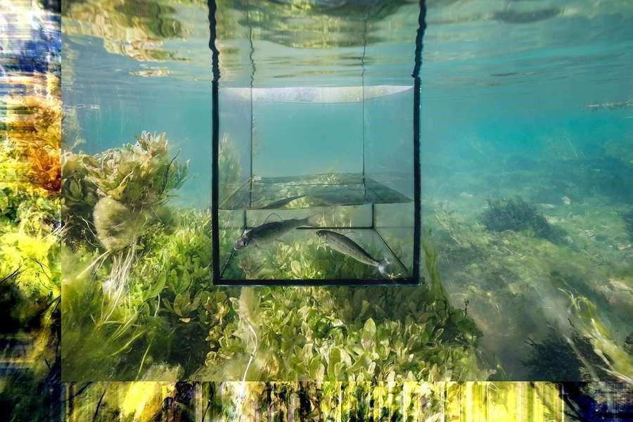 Podvodna fotografija reke Ljubljanice in njenega ekosistema