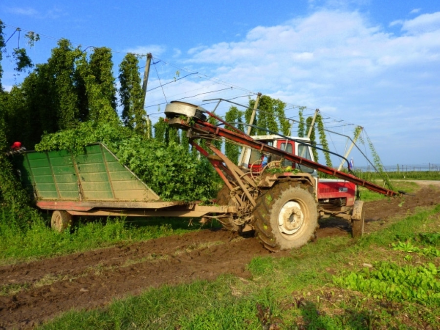 Traktor s prikolico pobira hmelj.