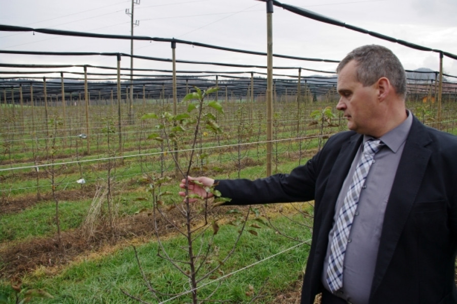 Moški v poslovni obleki pregleduje mlad drevesni nasad, verjetno sadovnjak. Drevo je majhno, moški drži eno od vej, kot da preverja njegovo rast ali zdravje. V ozadju so vrstice mladih dreves, ki so del organiziranega nasada, verjetno za pridelavo sadja.