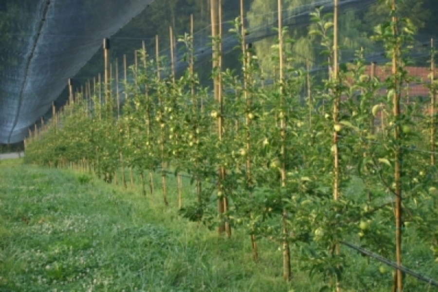 Pogled na nasad jablan. 