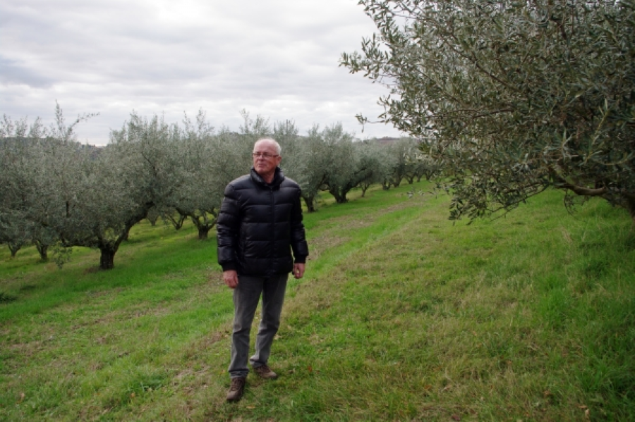 Oseba stoji v nasadu oljk. Okoli njega je oljčnik. 