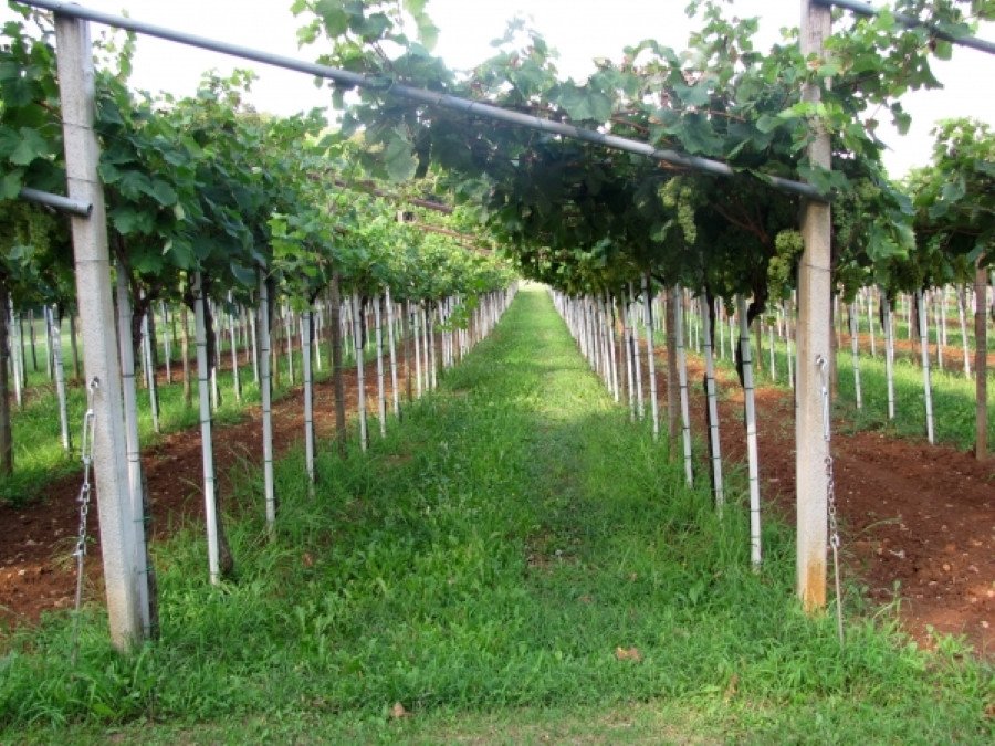 Vinograd z ravnimi vrstami vinske trte, napeljane na žične opore, ki ustvarjajo zelen predor med vrstami.
