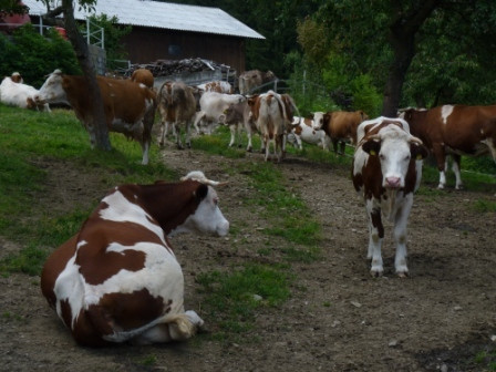 Pogled na krave, ki se pasejo na pašniku. 