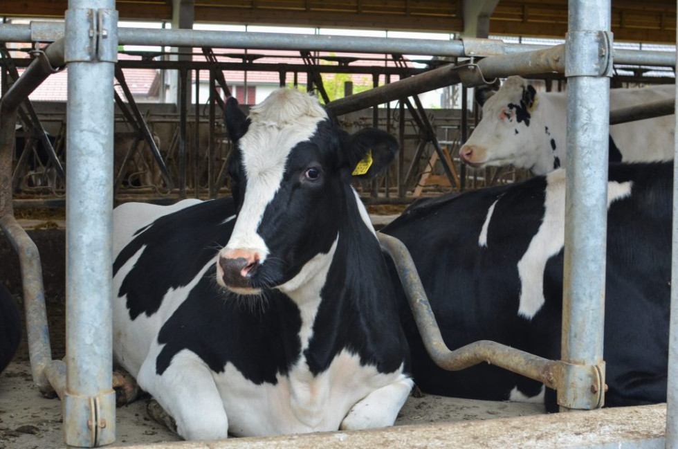 Več krav črno-bele barve leži v svojih boksih. 