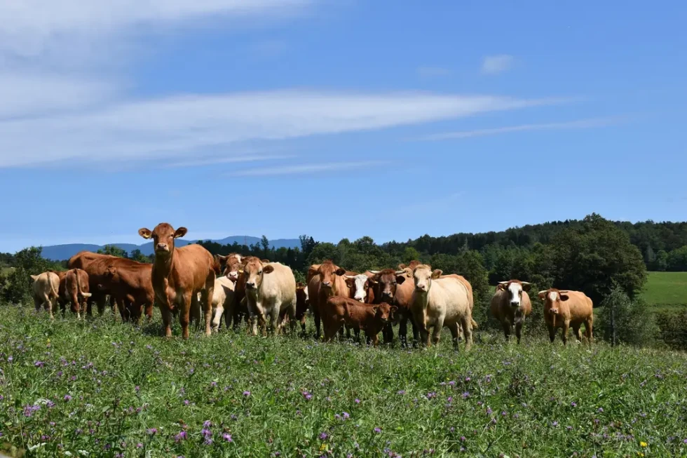 Skupina rjavih in belih krav stoji na zelenem travniku in gleda proti kameri. V ozadju je gozd in hribi, nebo je jasno z nekaj belimi oblaki.