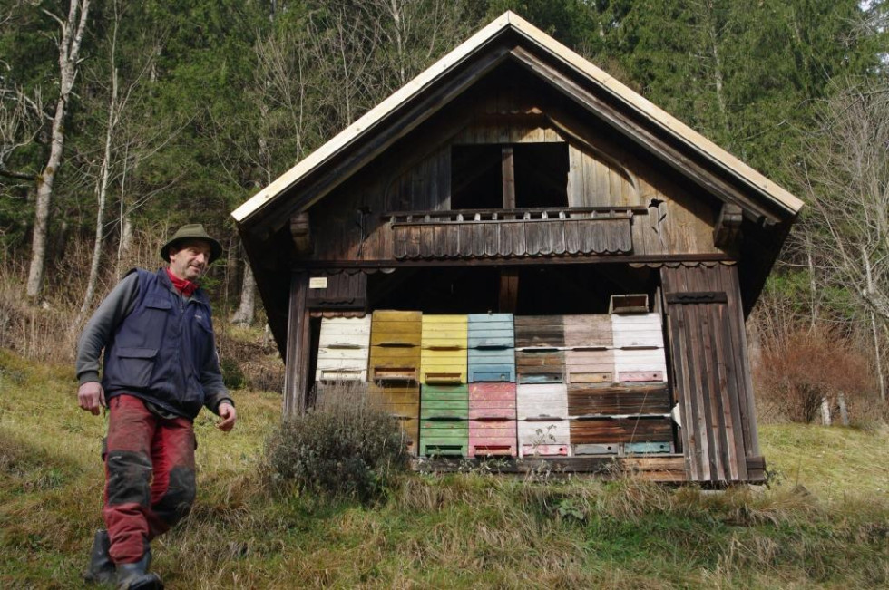 Na sliki je moški v oblačilih za delo na prostem, ki stoji ob lesenem čebelnjaku. Čebelnjak je majhna hišica z več barvnimi panji, razporejenimi v več vrstah. Okoli čebelnjaka raste trava, v ozadju pa se vidi gozd z visokimi drevesi.