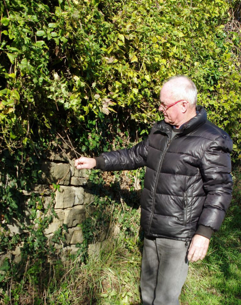 Pogled na osebo v oljčniku. V rokah drži oljčno vejo in preverja prisotnost bolezni. 