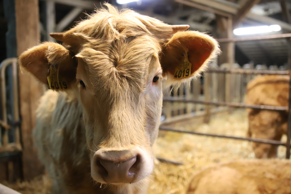 Krava svetlo rjave barve v hlevu z oznako 4019 na ušesu.