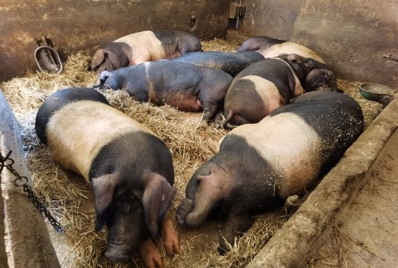 Skupina krškopoljskih prašičev leži skupaj na slami v hlevu. Prašiči so temno rjave barve s svetlim pasom okoli trebuha. Prostor je zatemnjen, okoli njih je ograja in tla pokrita s slamo.