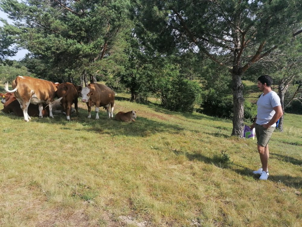 Mladi prevzemnik Timotej Kovač na kraškem pašniku. Gleda proti skupini krav, ki so večinoma stoječe, nekatere pa ležijo na travi.