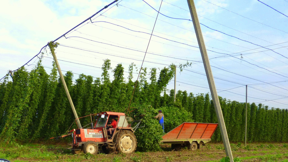 Traktor s prikolico pobira hmelj.