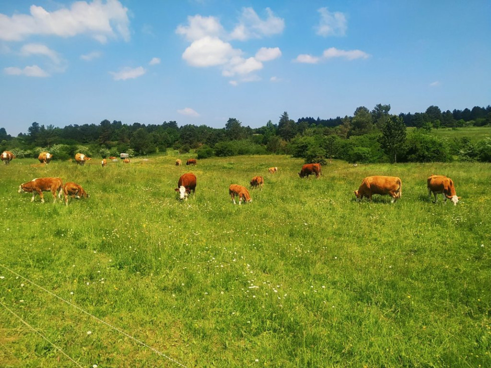 Ta slika prikazuje več krav, ki se pasejo na veliki, sončni zeleni travišču. Travnik je poln raznih trav in majhnih cvetlic.