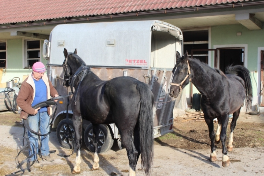 Pogled na dva črna konja. Pred njima je hlev in bela prikolica za prevažanje konjev. 