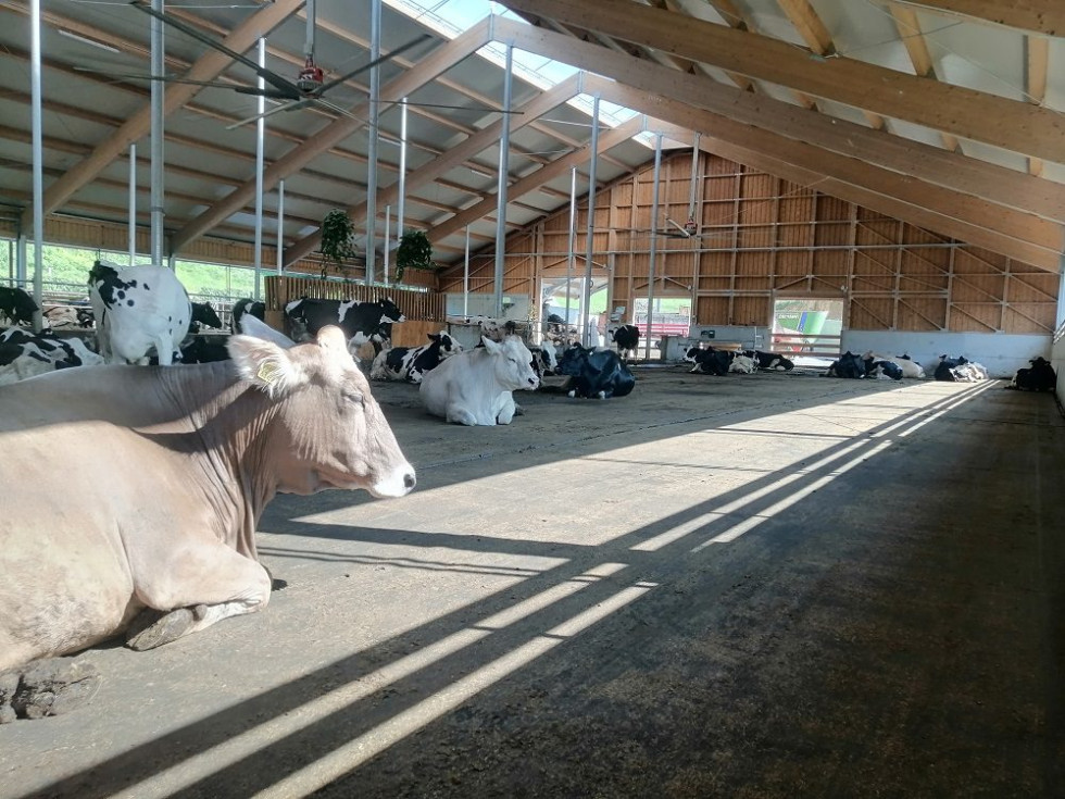 Pogled na krave, ki ležijo v hlevu na tleh. 