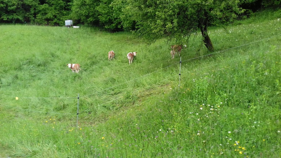 Na pašniku se pasejo štiri mlade krave (telice) med visoko travo.