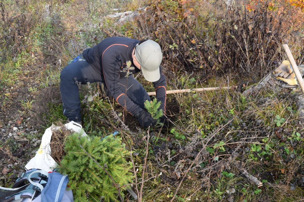 Oseba sadi majhno smreko. Kleči na tleh in z rokami vstavlja sadiko v že pripravljeno luknjo. Ob njej so vidne dodatne smrečice, vreča, nahrbtnik in orodje (motika, rokavice). Okolica je zaraščena.
