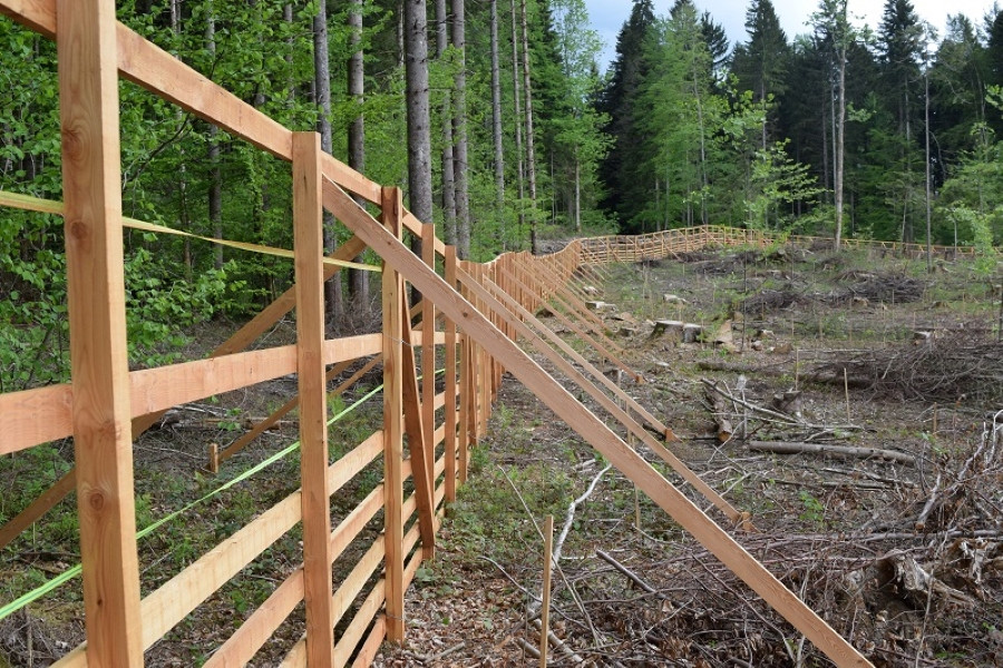 Lesena ograja obdaja posekan gozdni del, kjer poteka obnova. Na eni strani stoji gost gozd, na drugi pa so štorovje in mlade sadike.