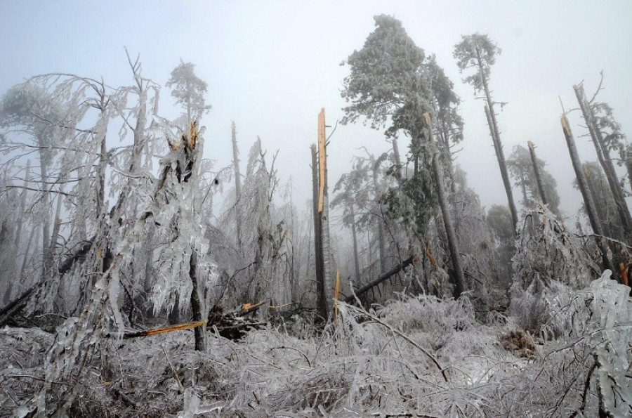 Poledenel gozd z močno poškodovanimi drevesi, številna so polomljena ali podrta zaradi žleda. Vse je prekrito z ledom, v ozadju megla.