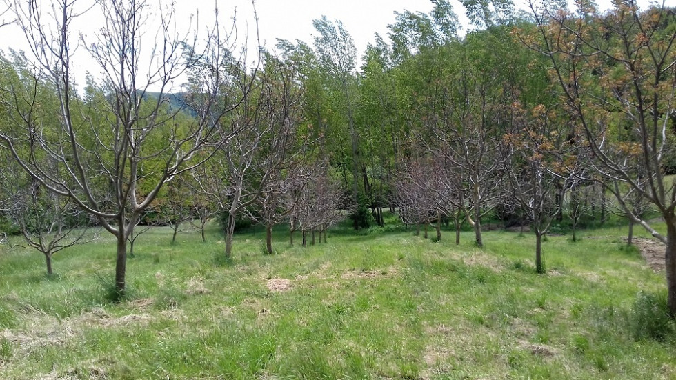 Travnata površina med drevesi je neenakomerno pokošena, v ozadju pa je gost gozd z zelenim listjem.