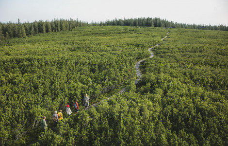 F014050 zelena slovenija ciril jazbec l1003960 photo m (Forests cover 58.2% of our homeland. In terms of forest cover, we rank third in the European Union, behind Sweden and Finland)