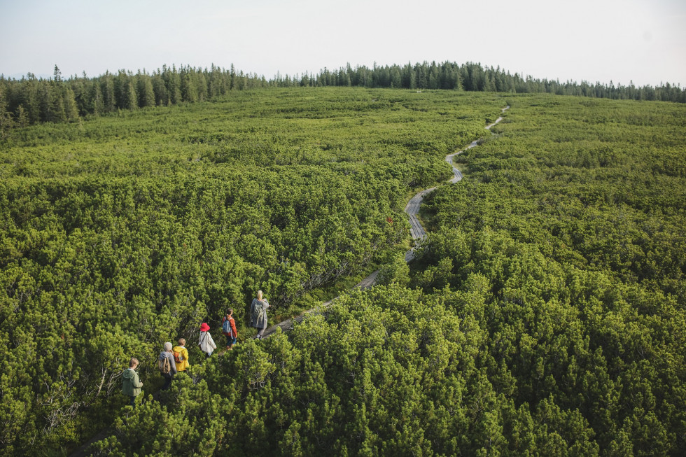 Forests cover 58.2% of our homeland. In terms of forest cover, we rank third in the European Union, behind Sweden and Finland