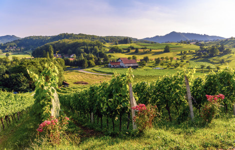 Podcetrtek andrej tarfila (Phofo of rurar area in Podčetrtek.)