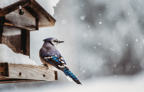 shutterstock 1496106506 (Bird Buddy was also named the Slovenian Start-up of the Year last June)