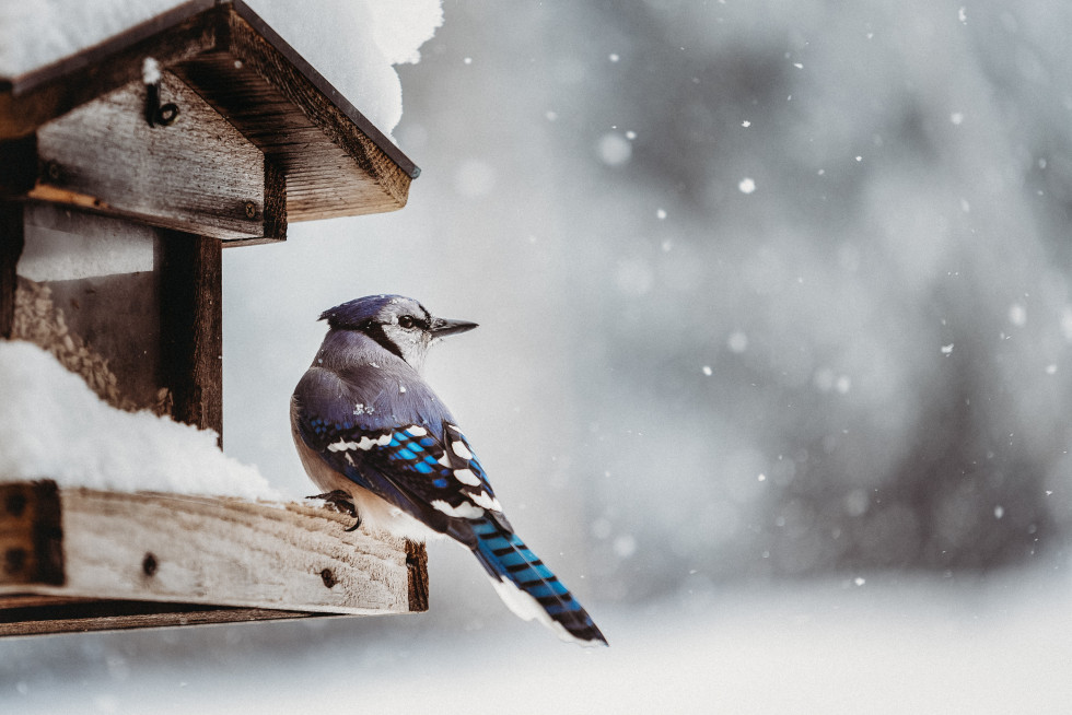 Bird Buddy was also named the Slovenian Start-up of the Year last June