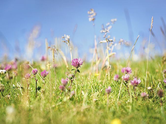 Flowering meadow