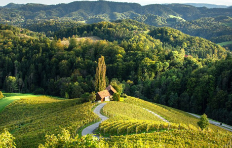 F014487 02 alpska slovenija spicnik srce med vinogradi 1 photo s (1)