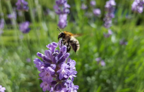 Cebela na cvetu 900 (Carniola bee)