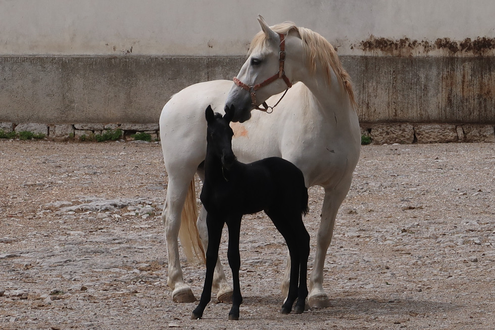 The Lipica Stud Farm, home to the world-famous Lipizzaner Horses, is trying to attract guests with new products