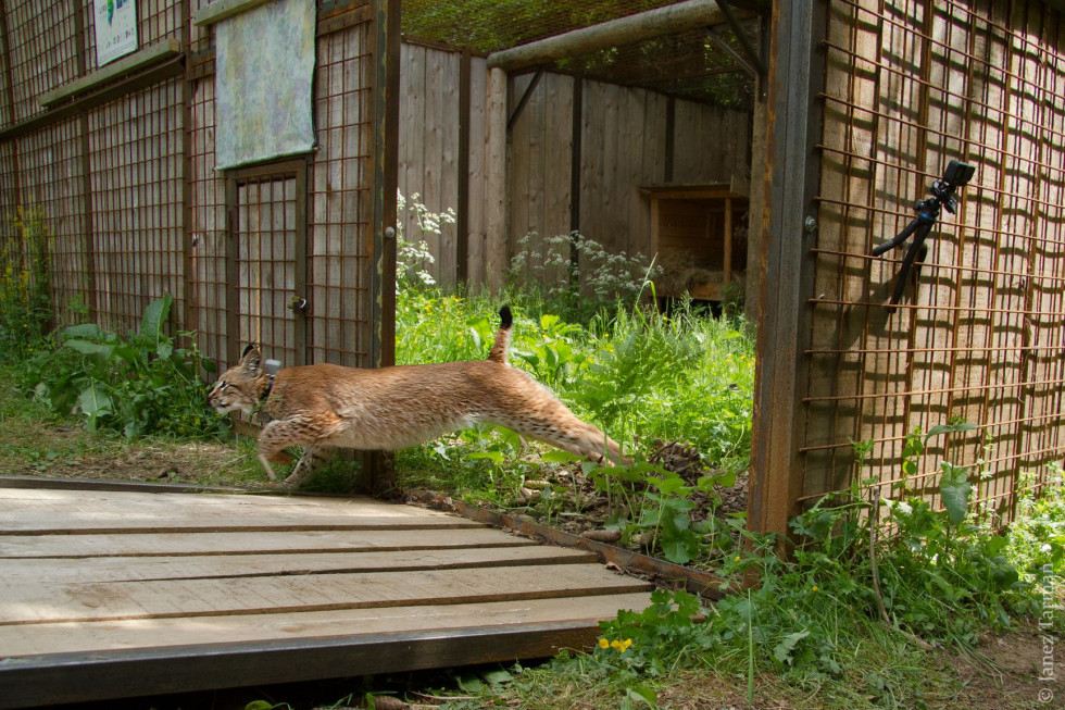 A male lynx Boris captured in Romania was released into the wild as part of efforts to improve the genetic diversity of the Slovenian lynx population