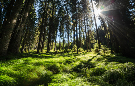 voda gozd (Green forest)