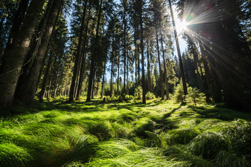 Green forest