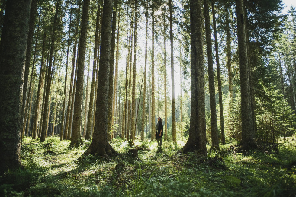 Slovenia is characterised by having a lot of forest cover (58% of the country), which ranks it in third place in Europe in this category