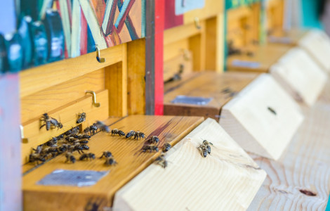 cebele (Slovenia is a nation of beekeepers)