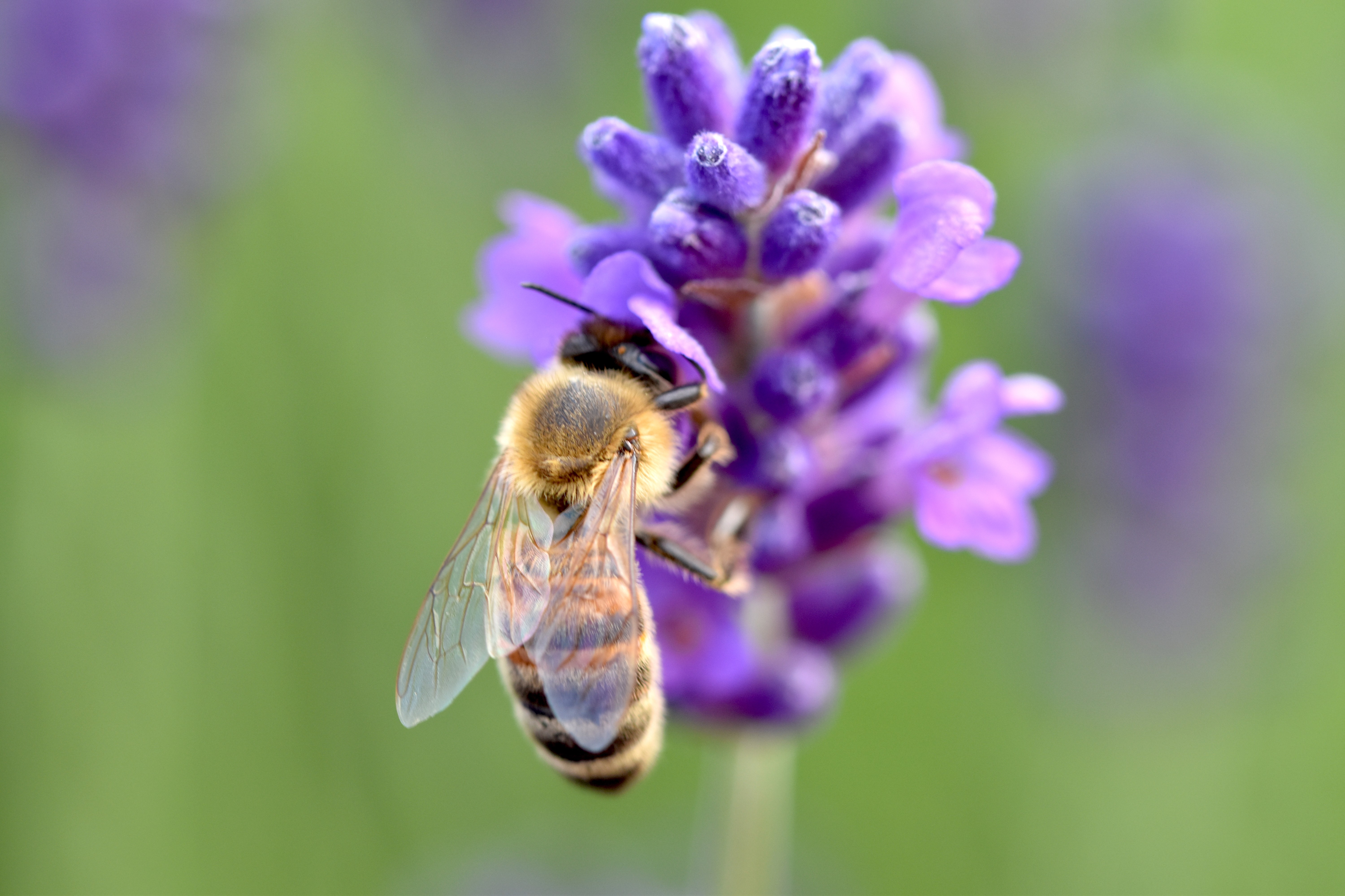 Minister Jože Podgoršek: "A small step for us, but a large one for bees and other pollinators" - Vimarsana News