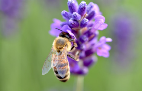 shutterstock 1432937906 (Bees and pollinators will also be at the centre of attention on 20 May, when we will celebrate the 5th World Bee Day)